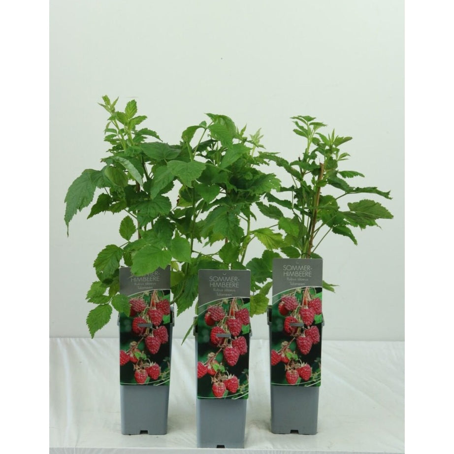 Hallon – Rubus idaeus 'Tulameen' - C2 30-40 CM